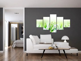 Obraz - Przebiśniegi (125x70 cm)
