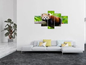 Obraz pandy czerwonej (125x70 cm)