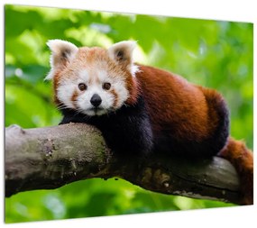 Obraz na szkle - panda czerwona (70x50 cm)