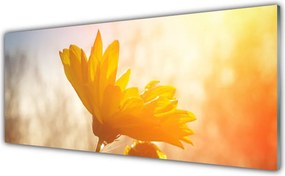 Szkło do Kuchni na Ścianę Złoty Słonecznik W Słońcu