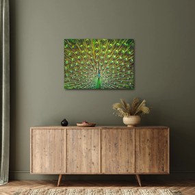 Obraz - Paw (70x50 cm)