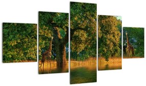 Obraz żyraf w naturze (125x70 cm)