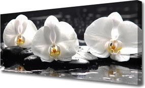 Obraz canvas Subtelny Biały Storczyk