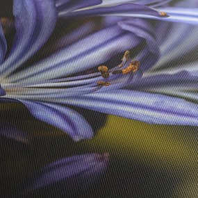 Obraz - Lilia (125x70 cm)