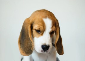 Obraz na szkle Beagle (70x50 cm)