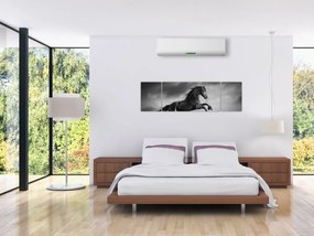 Obraz - Czarny i biały koń (170x50 cm)