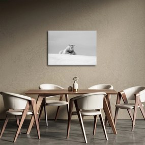 Obraz - Niedźwiedź polarny (70x50 cm)