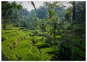 Obraz na szkle tarasów ryżowych Tegalalang, Bali (70x50 cm)