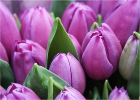 Obraz - kwiaty tulipanów (70x50 cm)