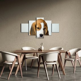 Obraz Beagle (125x70 cm)