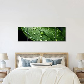 Obraz - Liść po deszczu (170x50 cm)