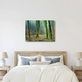 Obraz na szkle - las (70x50 cm)