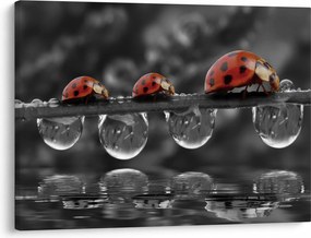 Obraz - Słonecznik, czarno-biały (70x50 cm)
