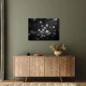 Obraz na szkle - Trawa bawełniana na łące (70x50 cm)