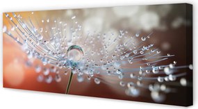 Obraz na płótnie Poranny Detal Dmuchawca