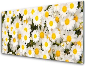 Panel Szklany Białe Stokrotki w Trawie