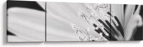 Obraz - Czarno-biały kwiat (170x50 cm)