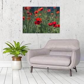 Obraz - Łąka z makami (70x50 cm)