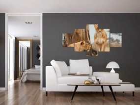 Obraz - dwie lwice (125x70 cm)