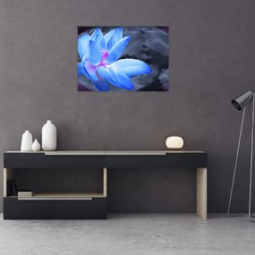 Obraz na szkle szczegółu kwiatu (70x50 cm)