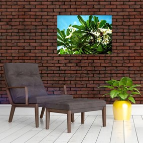 Obraz na szkle - Plumeria (70x50 cm)