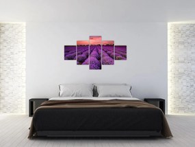 Obraz - Pole lawendy (125x70 cm)