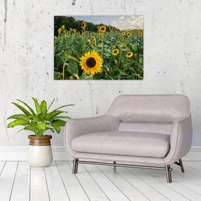 Obraz na szkle - Sunflower Field II. (70x50 cm)