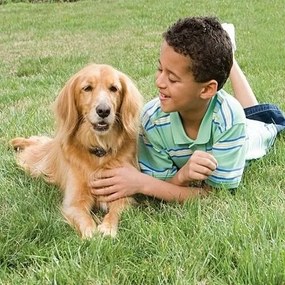 PetSafe® Elektryczna ogrodzenie dla psów
