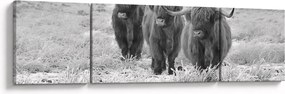 Obraz - Szkockie krowy, czarno - biały (170x50 cm)