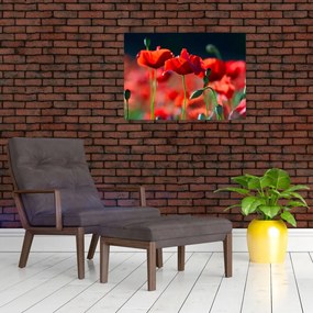 Obraz na szkle - maki (70x50 cm)