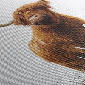 Obraz - Szkocka krowa (170x50 cm)