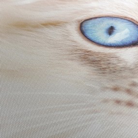 Obraz - Kotek (170x50 cm)