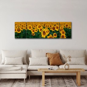Obraz pola słoneczników (170x50 cm)
