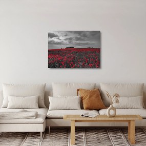 Obraz na szkle - maki (70x50 cm)