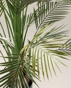 Palma Areka w doniczce 185 cm