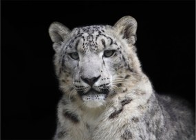 Obraz na szkle - Snow Leopard (70x50 cm)