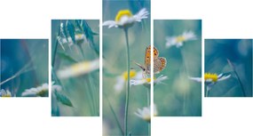 Obraz - Motyl na stokrotce (125x70 cm)