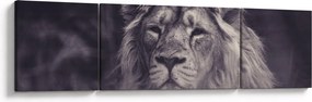 Obraz lwa (170x50 cm)