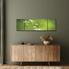 Obraz stokrotek (170x50 cm)