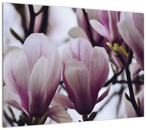 Obraz - Magnolia (70x50 cm)