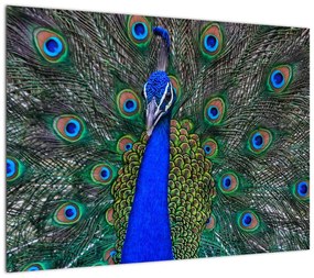 Obraz na szkle - Paw (70x50 cm)