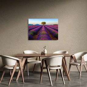 Obraz na szkle - Pole lawendy (70x50 cm)