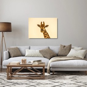 Obraz na szkle - żyrafa (70x50 cm)