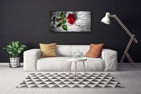 Obraz Canvas Róża Kwiat Roślina Natura