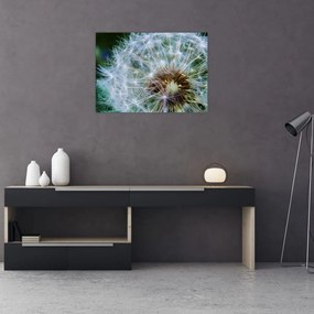 Obraz przekwitniętego dmuchawca (70x50 cm)
