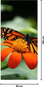 Fototapeta na drzwi - Motyl na kwiatku (95x205cm)