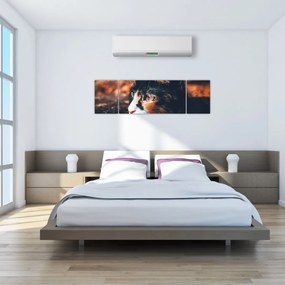 Obraz - Spojrzenie kota (170x50 cm)