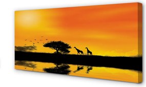 Zdjęcie na płótnie Żyrafy nad Jeziorem o Zachodzie