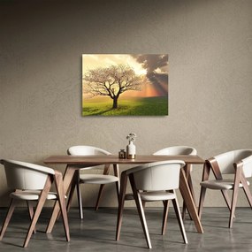 Obraz na szkle drzewa na łące (70x50 cm)
