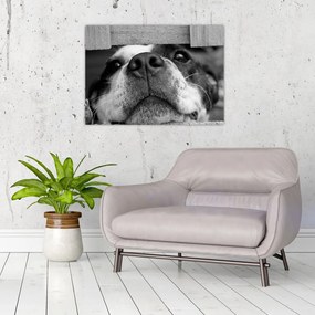 Obraz na szkle psa (70x50 cm)